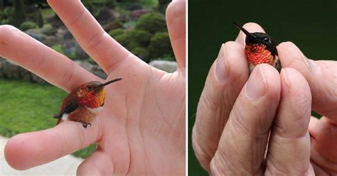 Hummingbirds and Evolutionary Convergence: Pbs Explores Similarities across Species